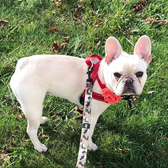 Meet your Posher, Danielle - Picture 14 of 16